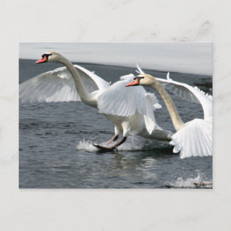 Winter Swans Landing Postcard Postkarte