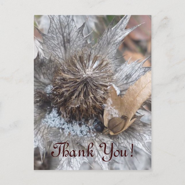 Winter Thistle - Danke Yuu Card Postkarte (Vorderseite)