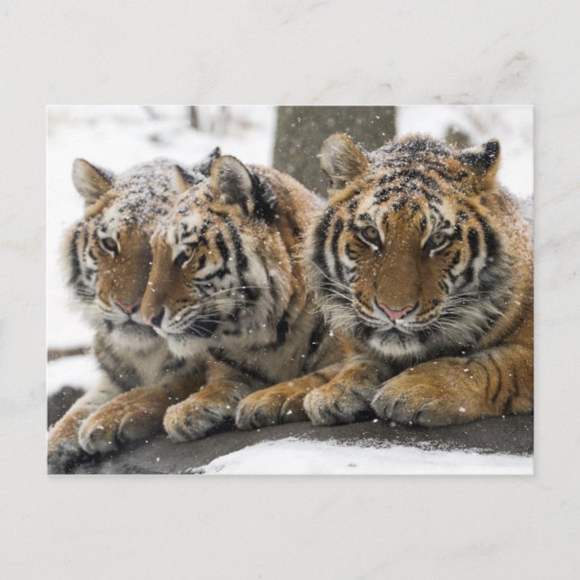Winter-Tiger knuddeln im Schnee Postkarte (Vorderseite)