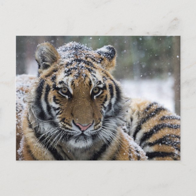 Winter Tiger Portrait Postkarte (Vorderseite)