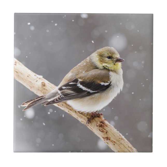 Winter-Vogel-Schnee-Szene - amerikanischer Fliese (Vorderseite)
