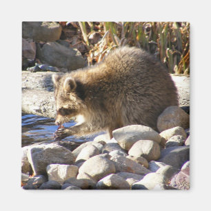 Winter-Waschbär ~ Magnet