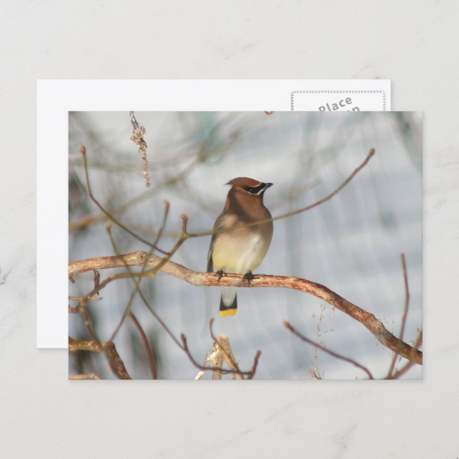 Winter Waxwing Wildlife Nature Photo Personalized Postkarte (Vorne/Hinten)