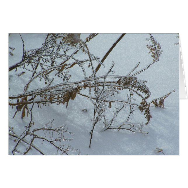 Winter Weeds (Vorderseite (Horizontal))