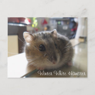 Winter-weiße Hamster-Postkarte Postkarte