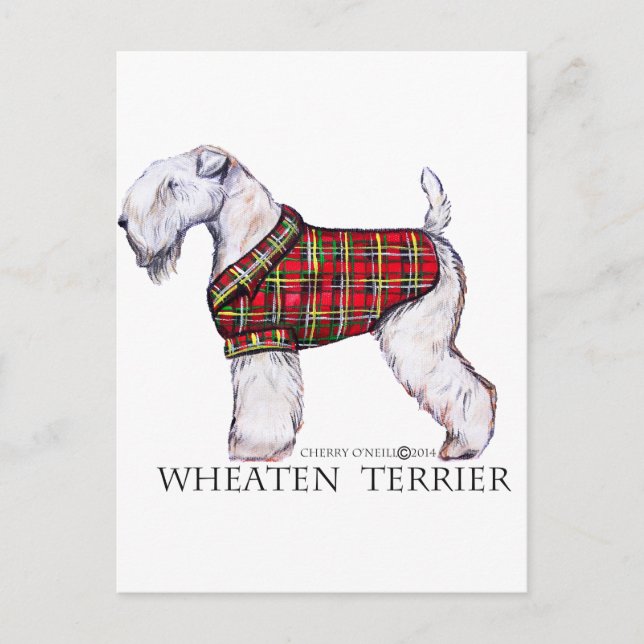 Winter Wheaten Terrier Postkarte (Vorderseite)