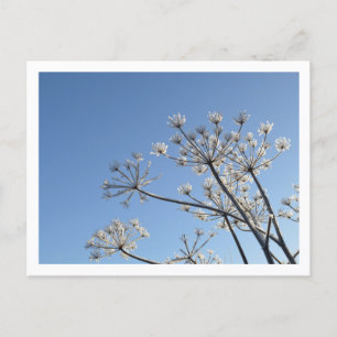 Winter-Wildblumen Postkarte