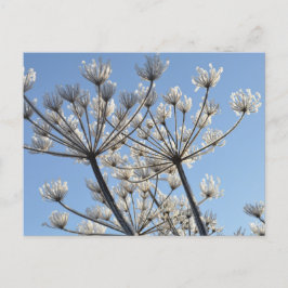 Winter-Wildblumen Postkarte