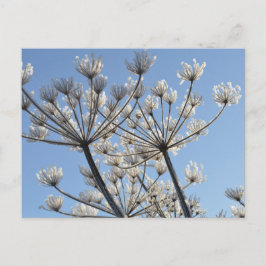 Winter-Wildblumen Postkarte