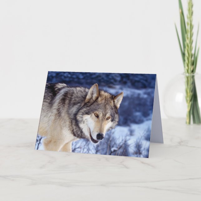 Winter Wolf 2 Karte (Vorderseite)