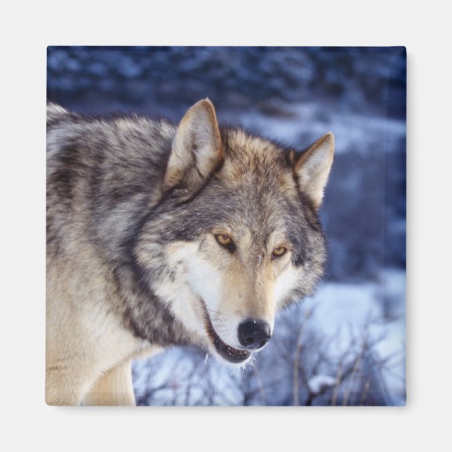 Winter Wolf 2 Magnet (Vorne)