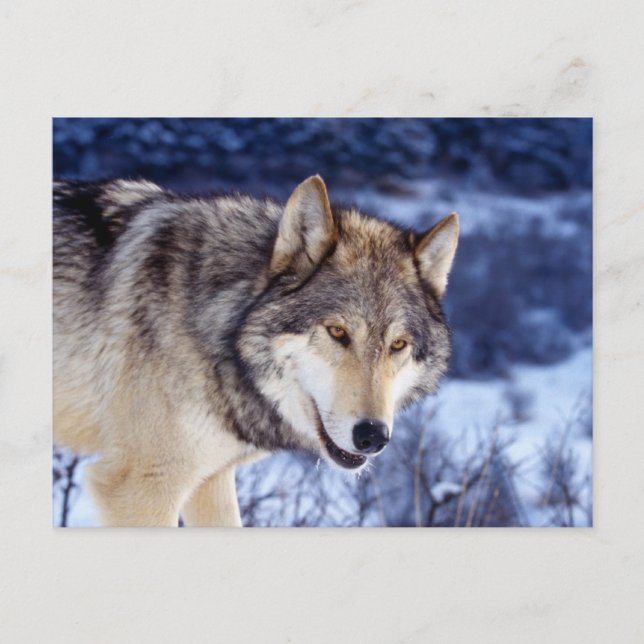 Winter Wolf 2 Postkarte (Vorderseite)