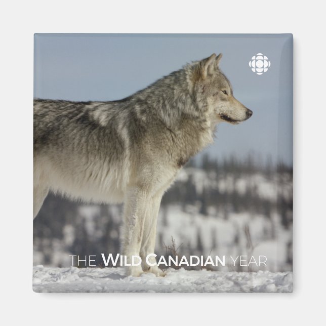 Winter - Wolf Magnet (Vorne)