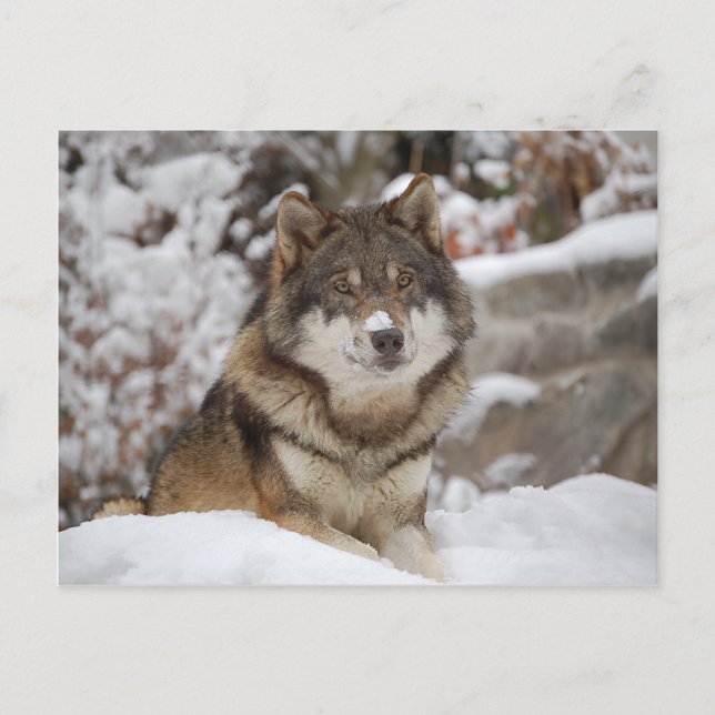 Winter Wolf Postkarte (Vorderseite)