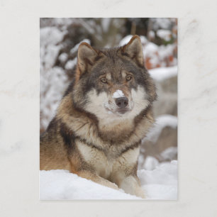 Winter Wolf Postkarte