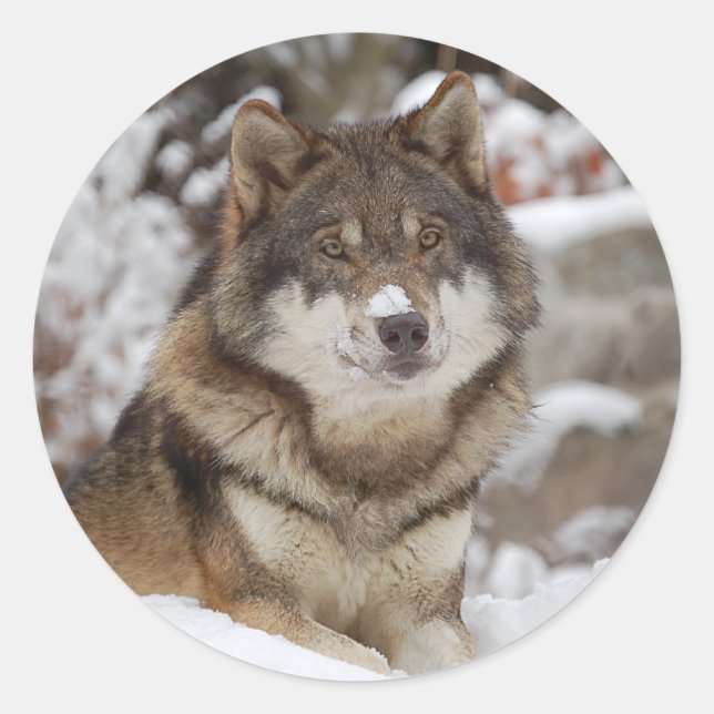 Winter Wolf Runder Aufkleber (Vorderseite)