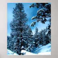 Winter Wonderland