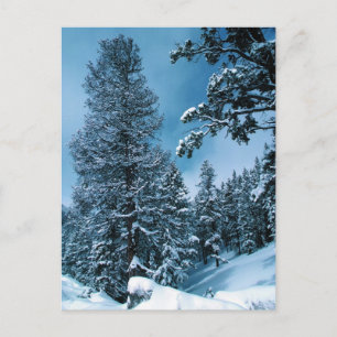 Winter Wonderland Postkarte