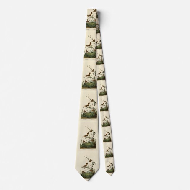 Winter Wren, Rock Wren, Audubons Vögel von Amerika Krawatte (Vorderseite)