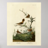 Winter Wren, Rock Wren, Audubons Vögel von Amerika