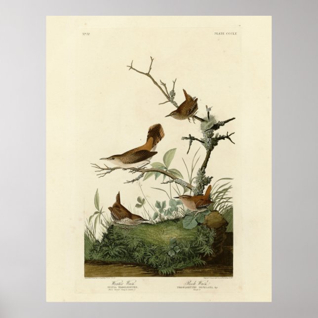 Winter Wren, Rock Wren, Audubons Vögel von Amerika Poster (Vorne)