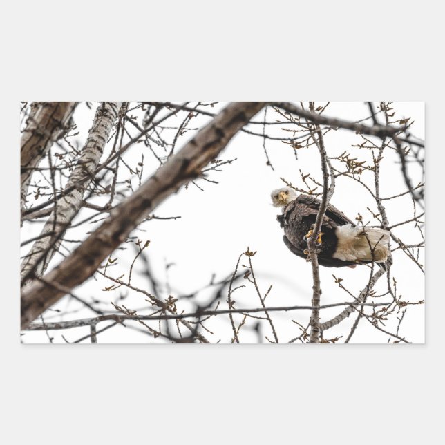 Winteradlersticker Rechteckiger Aufkleber (Vorderseite)