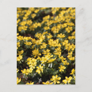 Winterakonit (Eranthis hyemalis) Postkarte