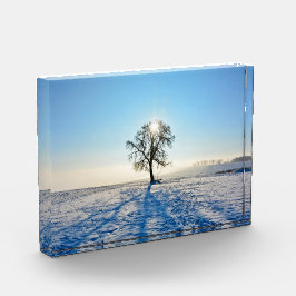 Winterbaum bei Sonnenaufgang - - Fotoblock