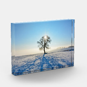 Winterbaum bei Sonnenaufgang    -     - Fotoblock