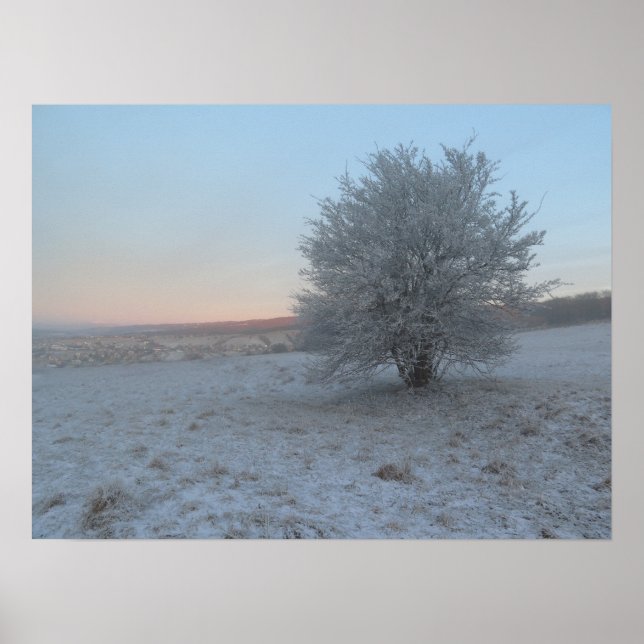 Winterbaum bei Sonnenaufgang Poster (Vorne)