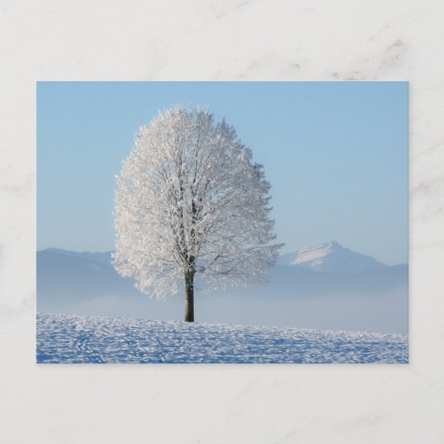 Winterbaum Postkarte (Vorderseite)