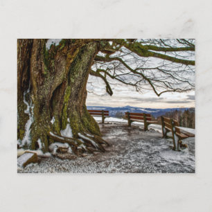 Winterbaum und Bänke Postkarte