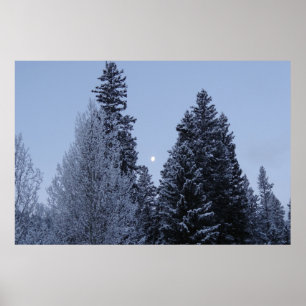 Winterbäume bei Morgengrauen Montana Landschaft Poster