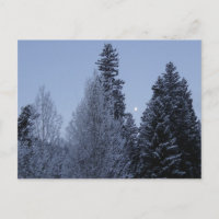 Winterbäume bei Morgengrauen Montana Landschaft