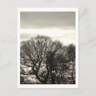 Winterbäume: Cheshire Postkarte