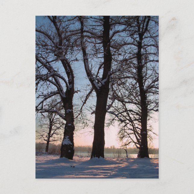 Winterbäume im blauen Himmelshintergrund Postkarte (Vorderseite)