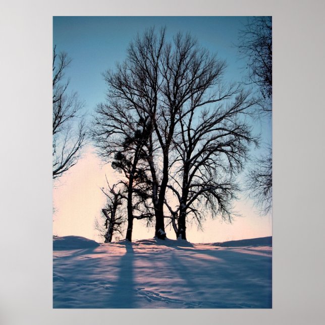 Winterbäume im dunkelblauen Himmelshintergrund Poster (Vorne)