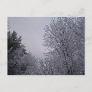 Winterbäume Postkarte