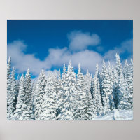 Winterbäume, Steamboat, Colorado, USA