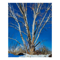 Winterbäume unter klarem blauen Himmel in schneebe