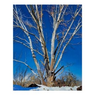 Winterbäume unter klarem blauen Himmel in schneebe Poster