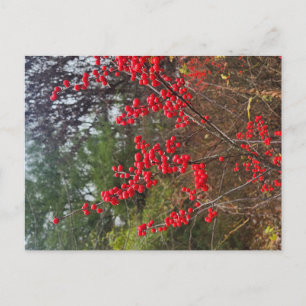 Winterbeere Postkarte