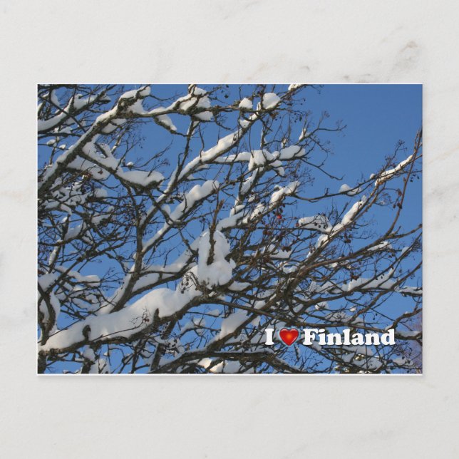Winterberries Postkarte (Vorderseite)