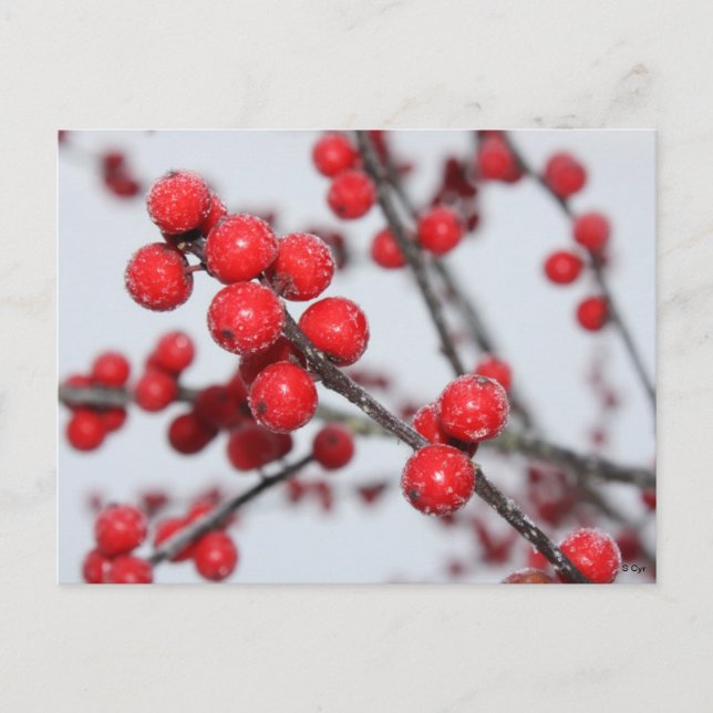 Winterberry Postcard Postkarte (Vorderseite)
