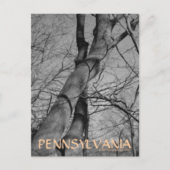 Winterbiss auf Bäumen Bark Pennsylvania Postcard Postkarte (Vorderseite)