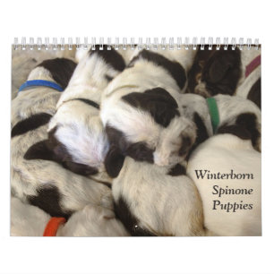 Winterborn Spinone ~ verbesserte ~ Kalender