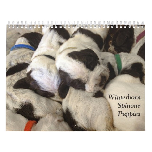 Winterborn Spinone ~ verbesserte ~ Kalender (Titelbild)