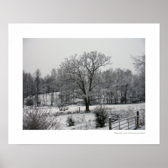 Wintereiche Poster (Vorne)