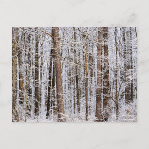 Wintereissturm im Wald Postkarte