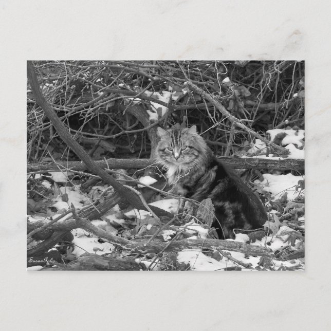 Winterferd-Waldkatze Postkarte (Vorderseite)
